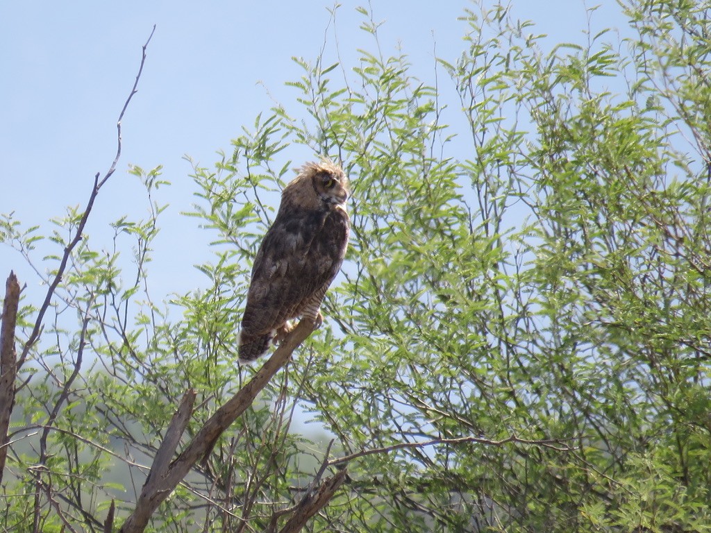 Great Horned Owl - ML616285628