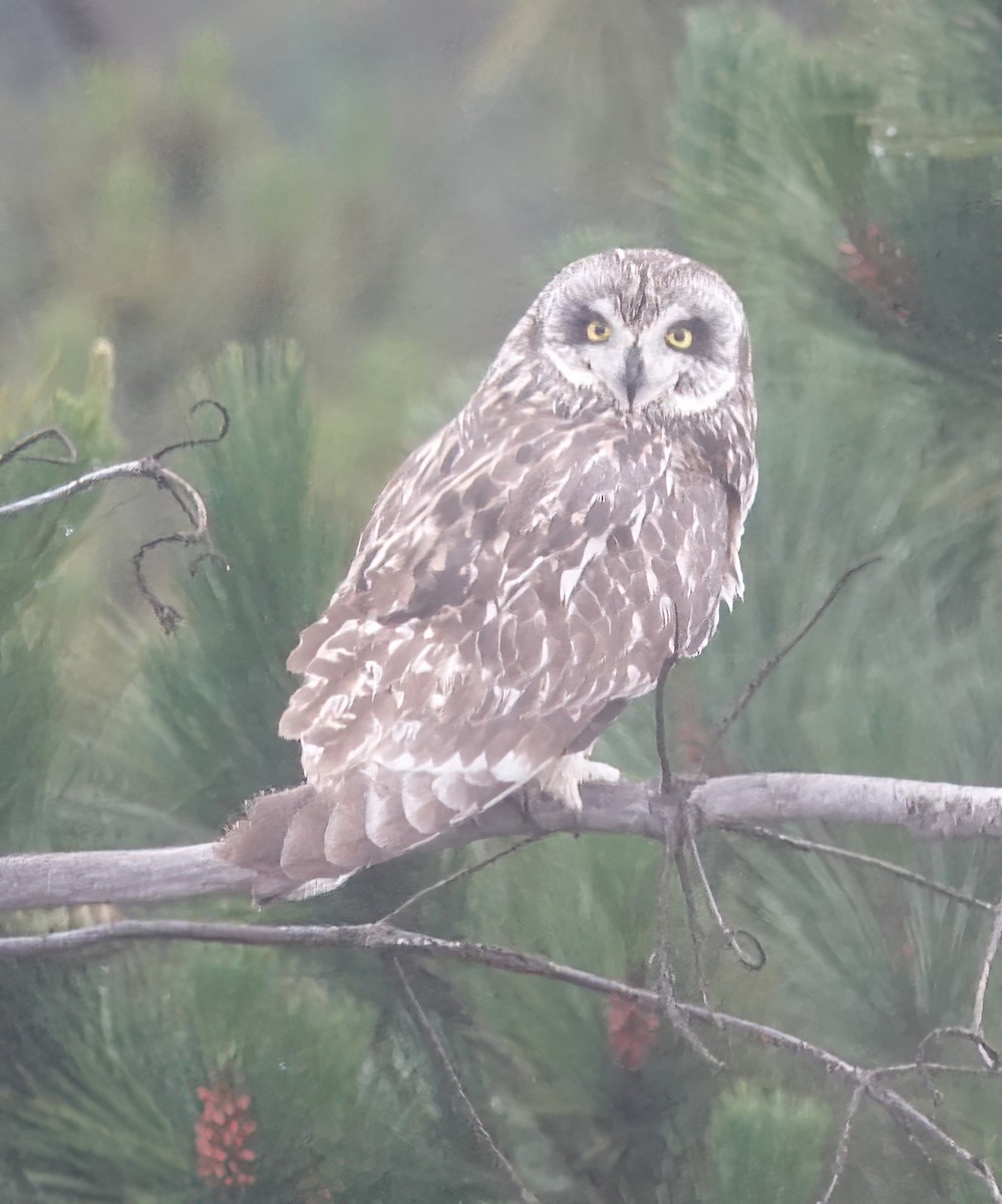 Short-eared Owl (Hawaiian) - ML616285634