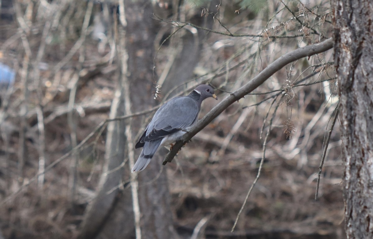 Band-tailed Pigeon - ML616285669