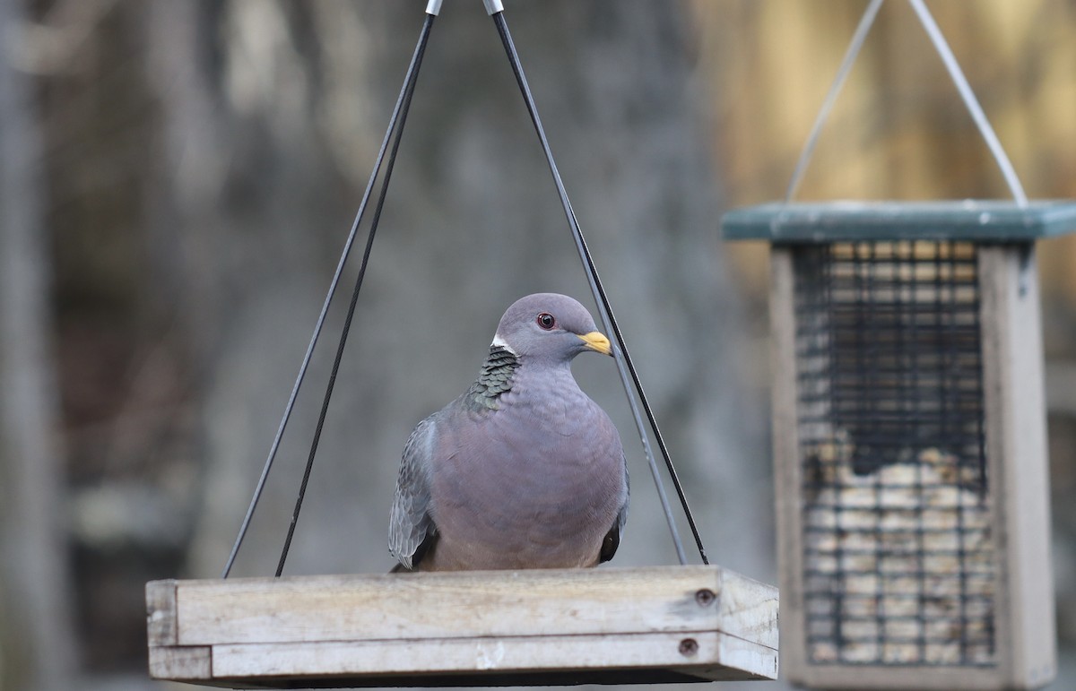 Band-tailed Pigeon - ML616285670