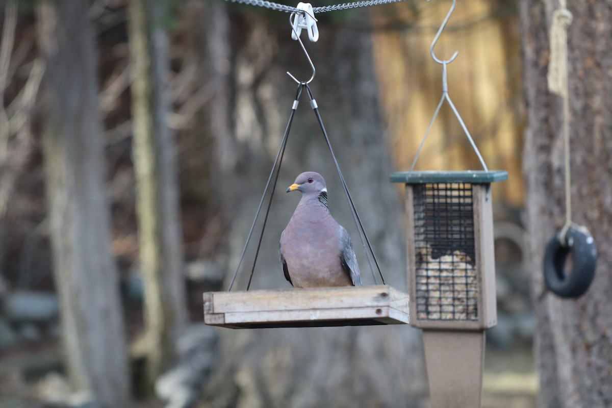 Band-tailed Pigeon - ML616285671