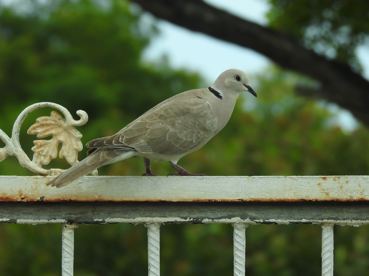African Collared-Dove - ML616285875