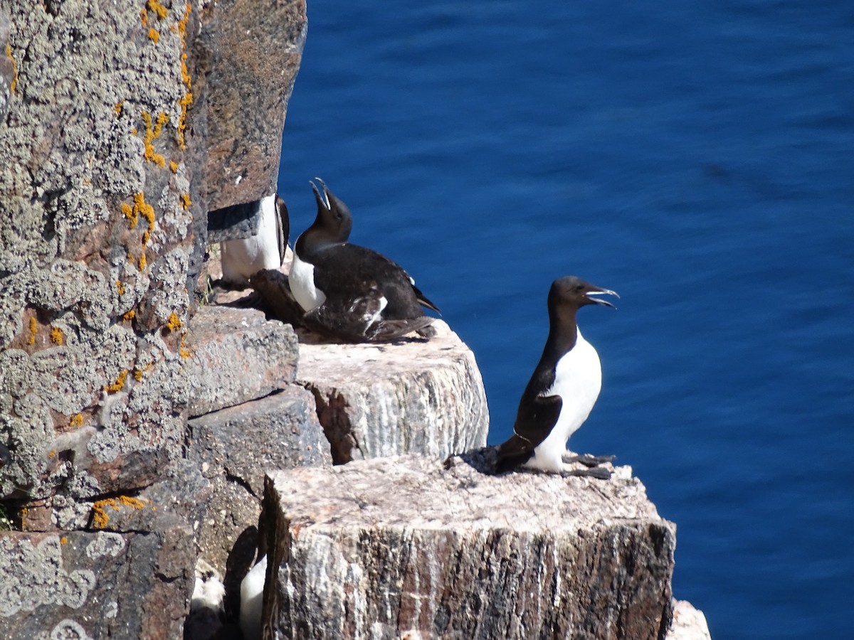 Thick-billed Murre - ML616285959