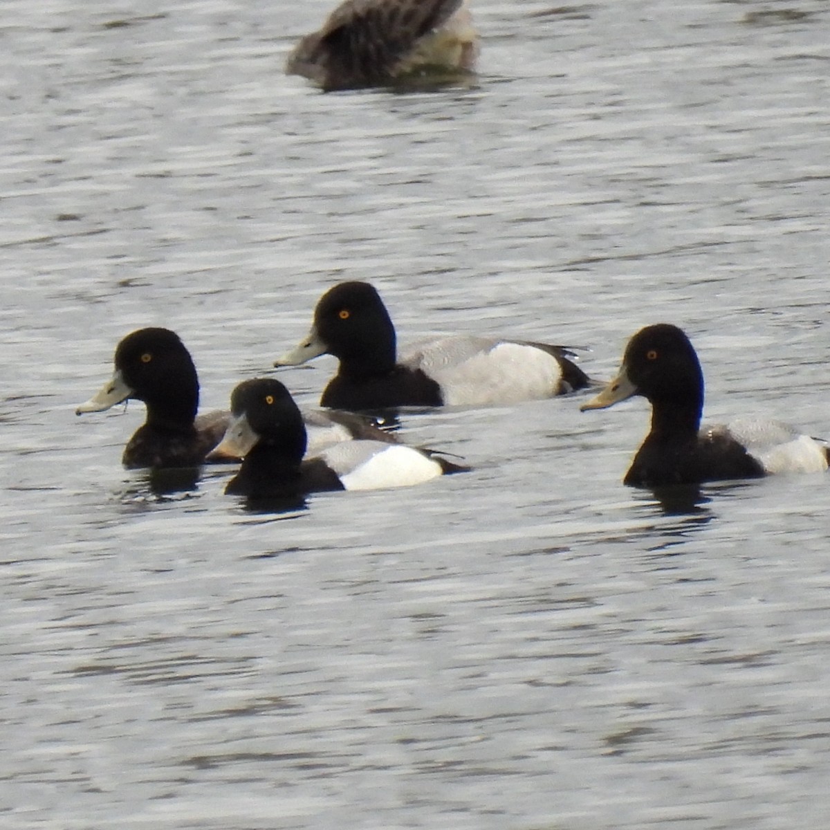 Greater Scaup - ML616286071