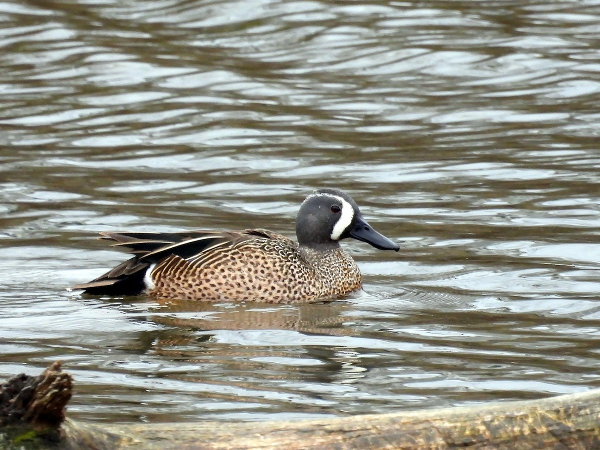Blue-winged Teal - ML616286299