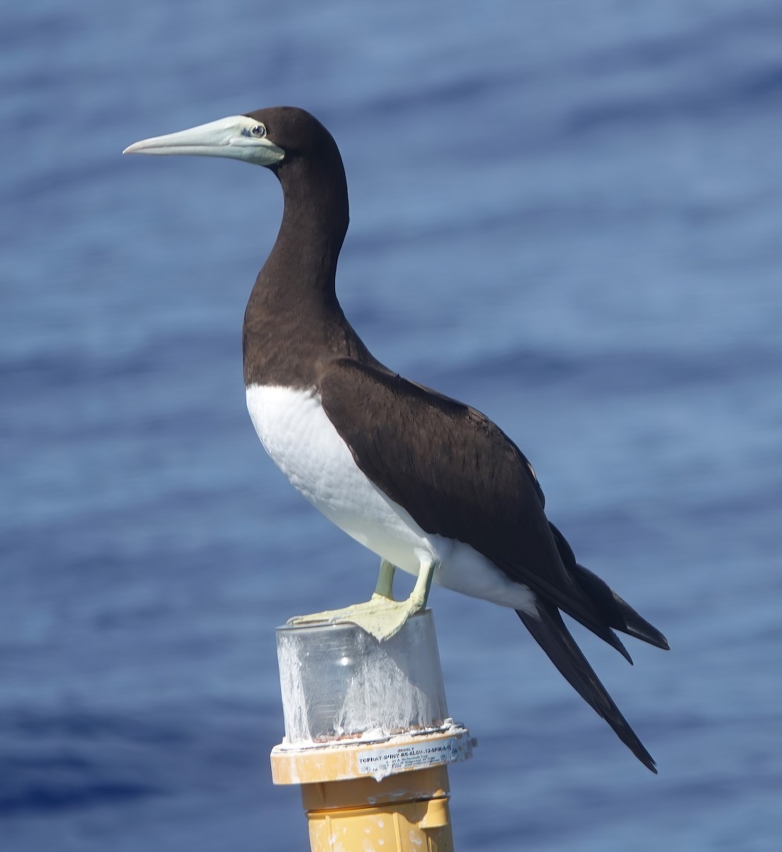 Brown Booby - ML616286310