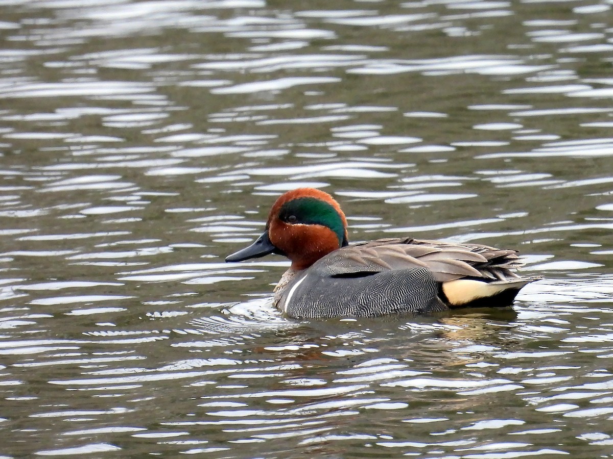 Green-winged Teal - ML616286314