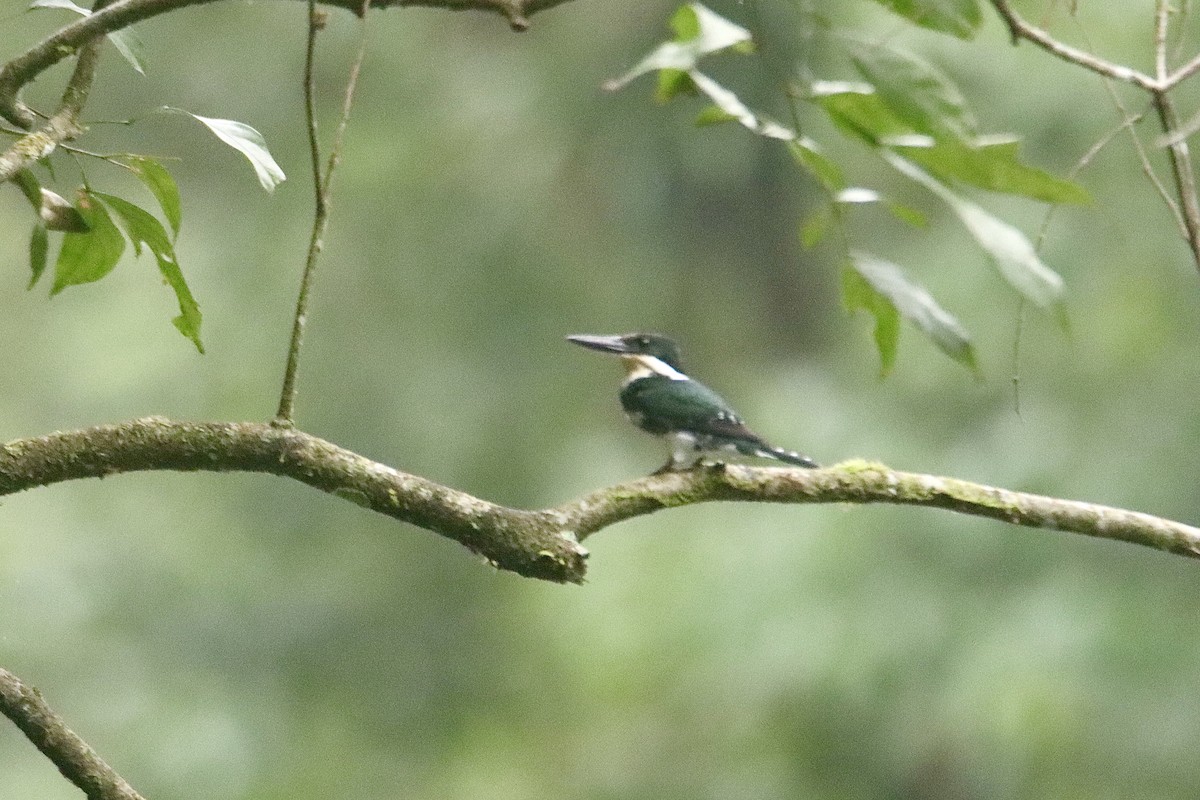 Green Kingfisher - ML616286366