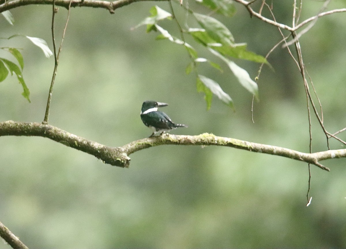 Green Kingfisher - Francis Porter