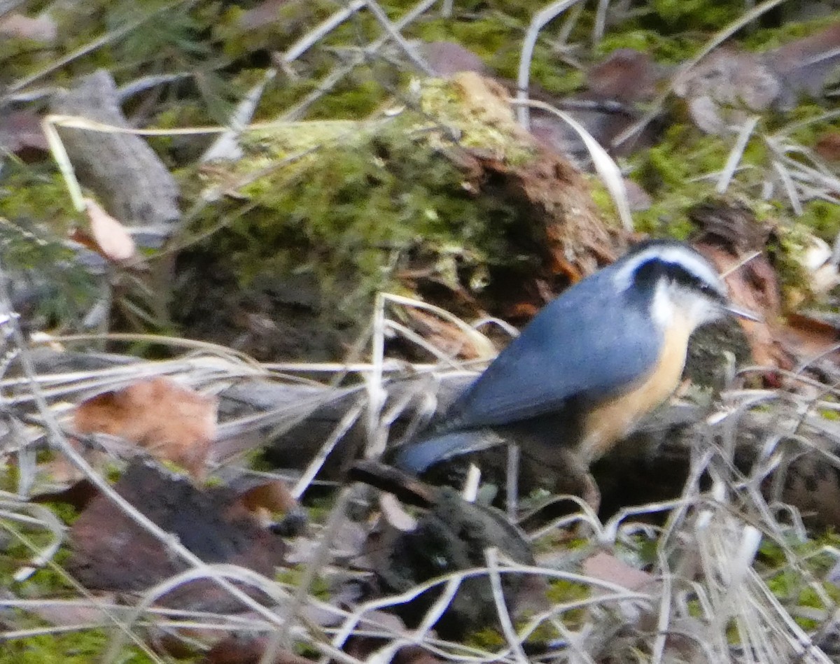 Red-breasted Nuthatch - ML616286381