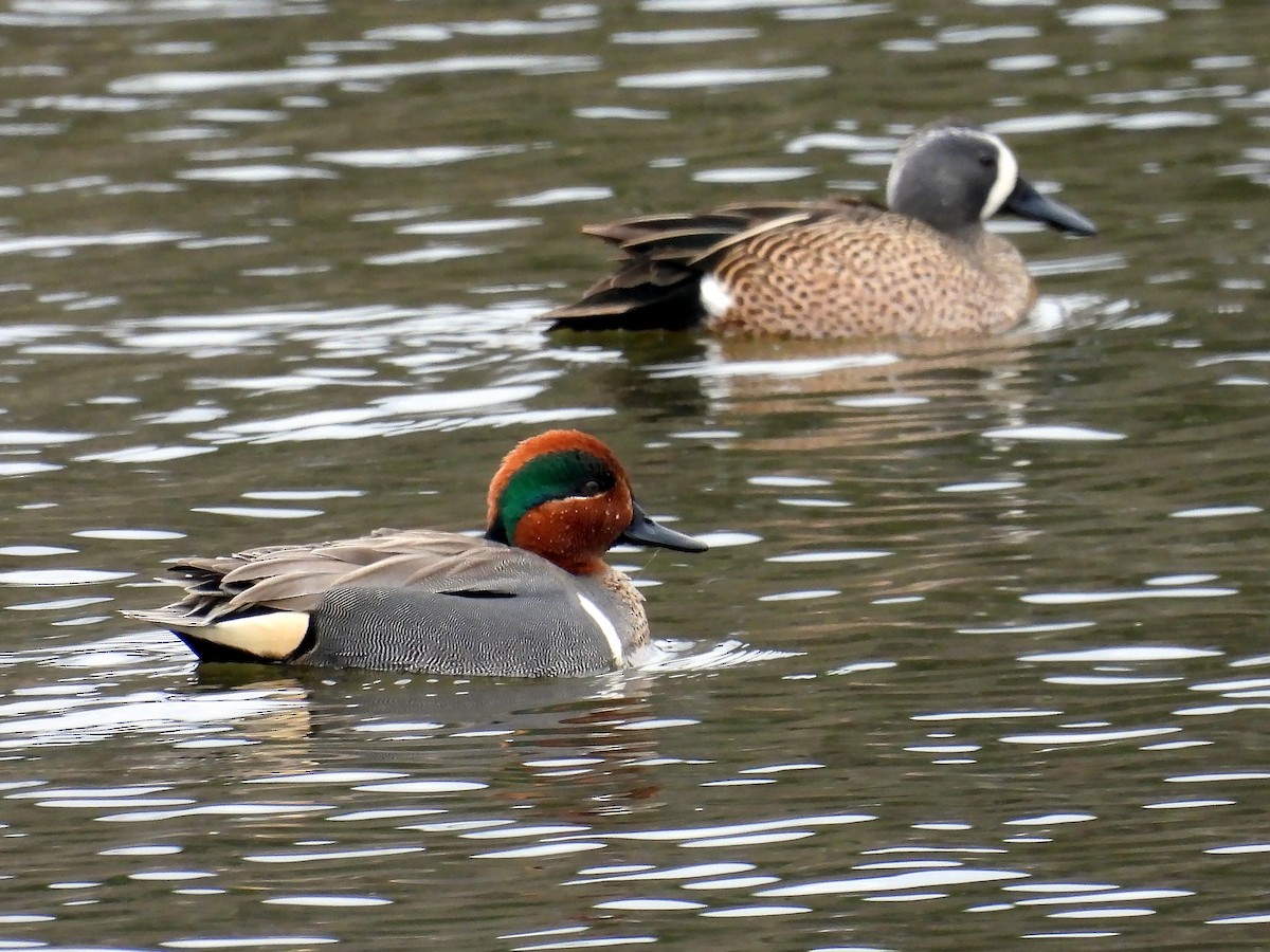 Green-winged Teal - ML616286390