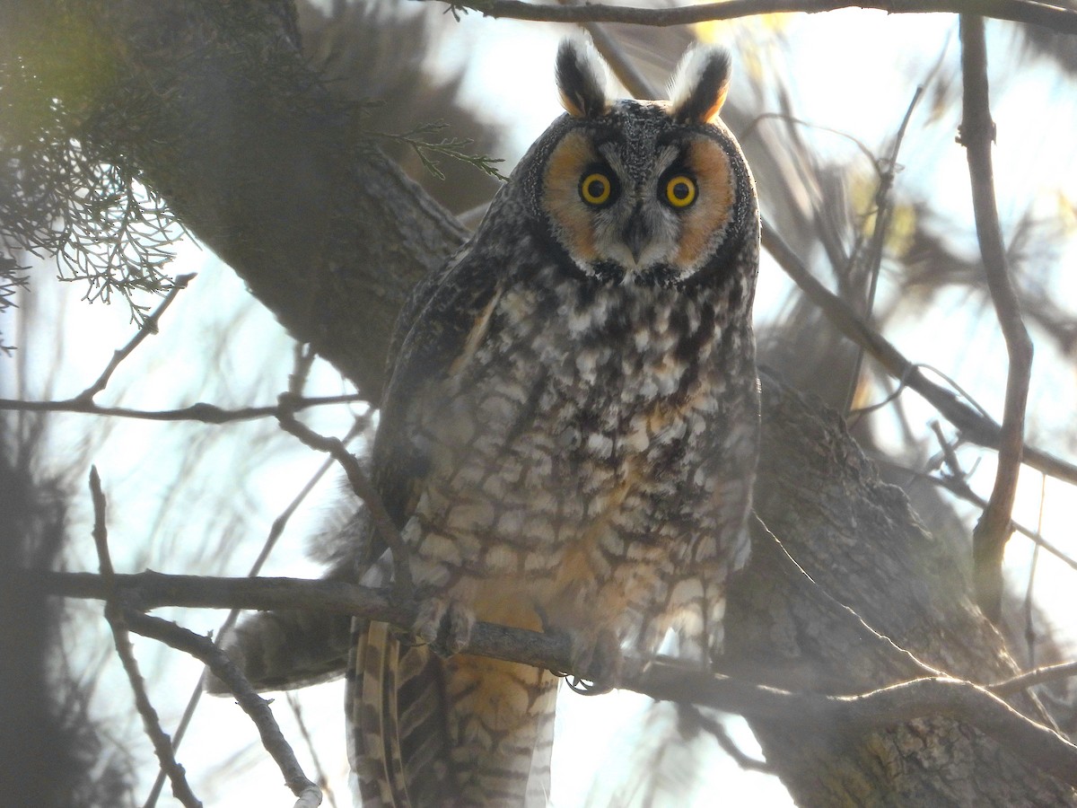 Long-eared Owl - ML616286481