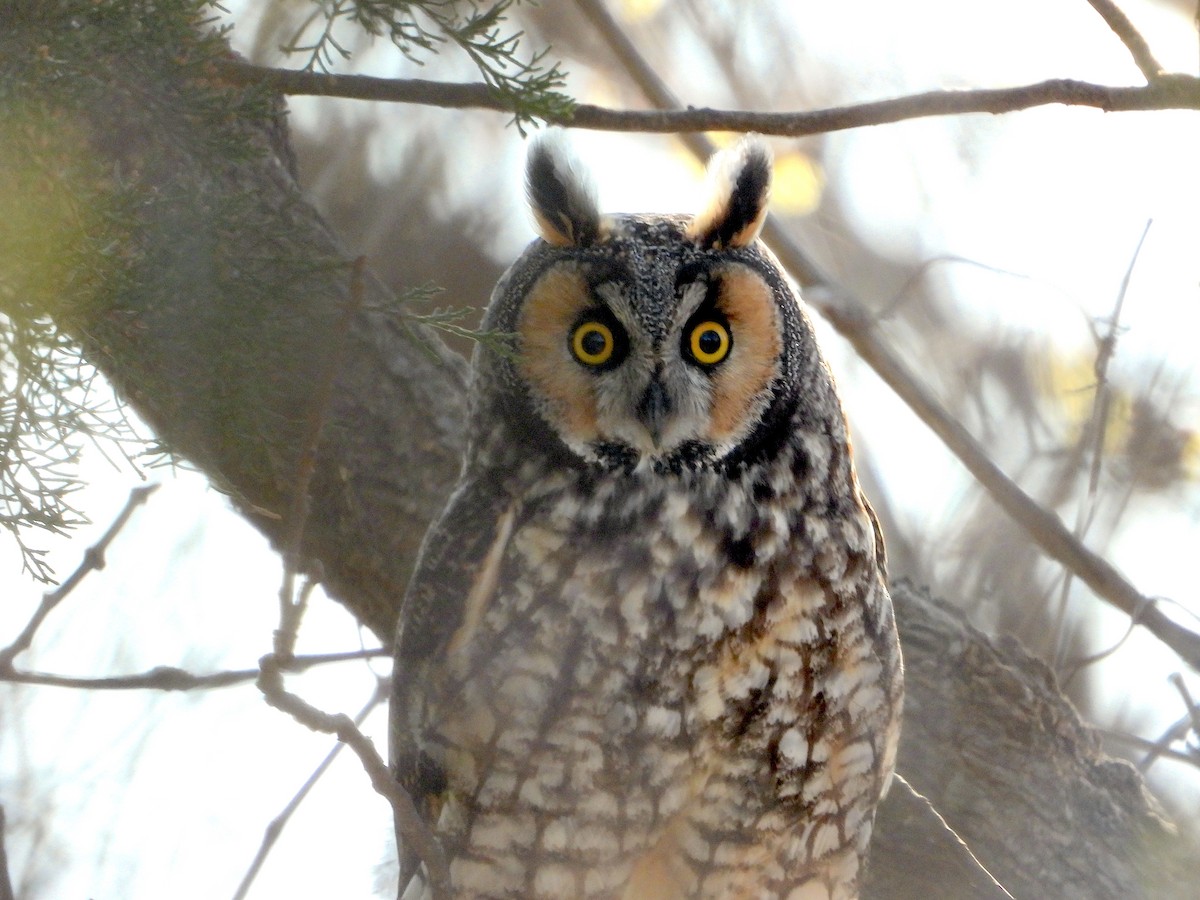 Long-eared Owl - ML616286486
