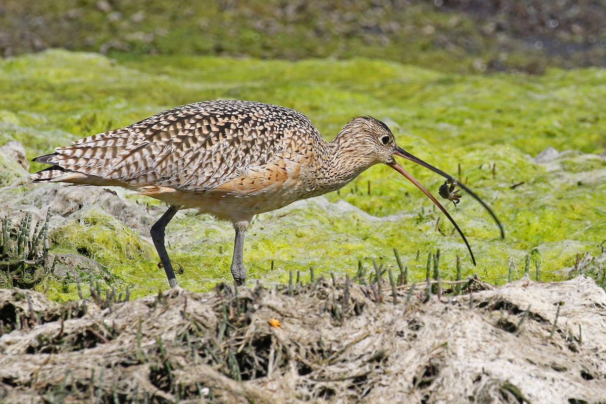 Long-billed Curlew - ML616286526