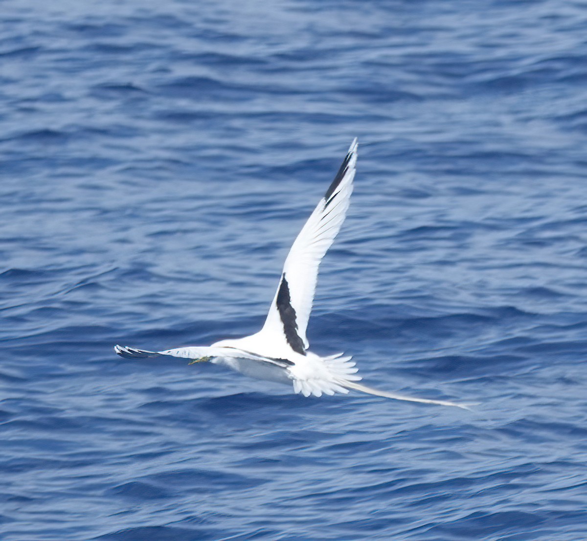 White-tailed Tropicbird (Pacific) - Cat McGraw