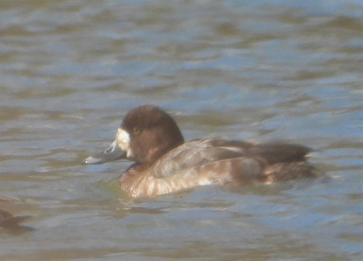 Greater Scaup - ML616286679