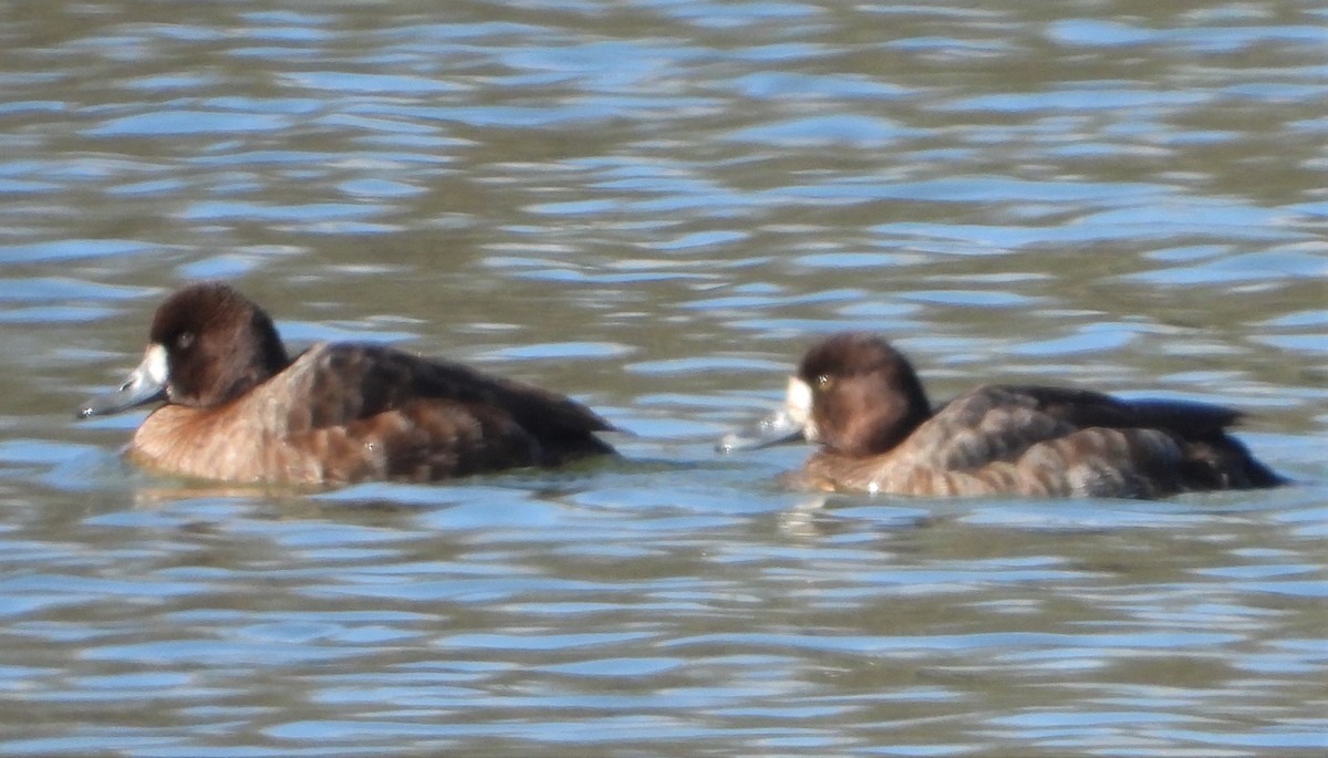 Greater Scaup - ML616286698