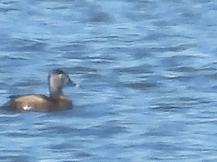 Ring-necked Duck - ML616286703