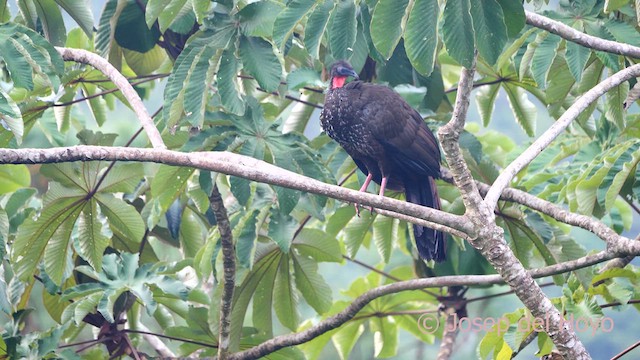 Crested Guan - ML616286757
