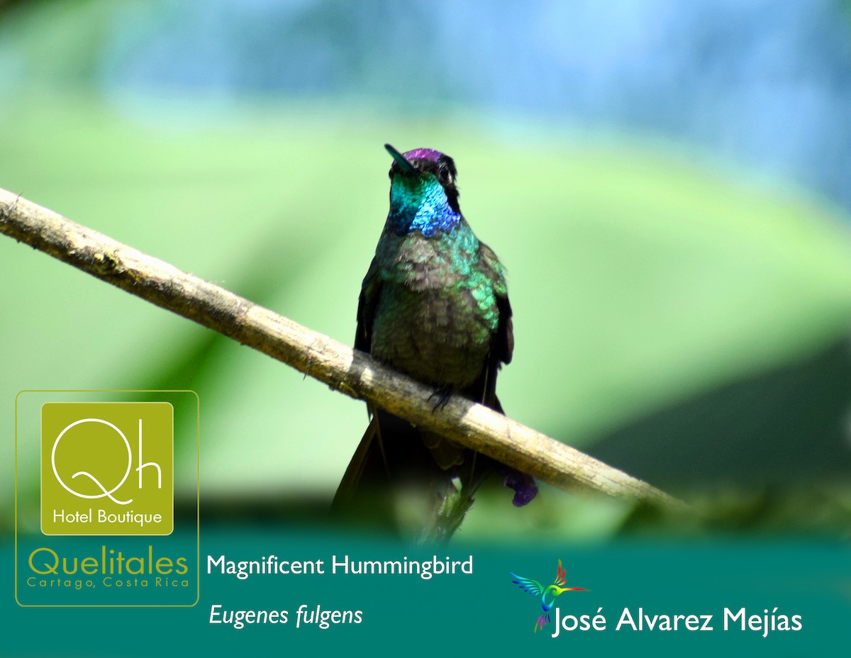 Talamanca Hummingbird - José Alvarez