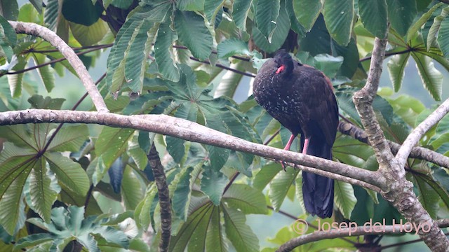 Crested Guan - ML616287012