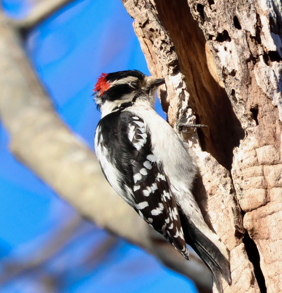 Downy Woodpecker - Lee Anne Beausang