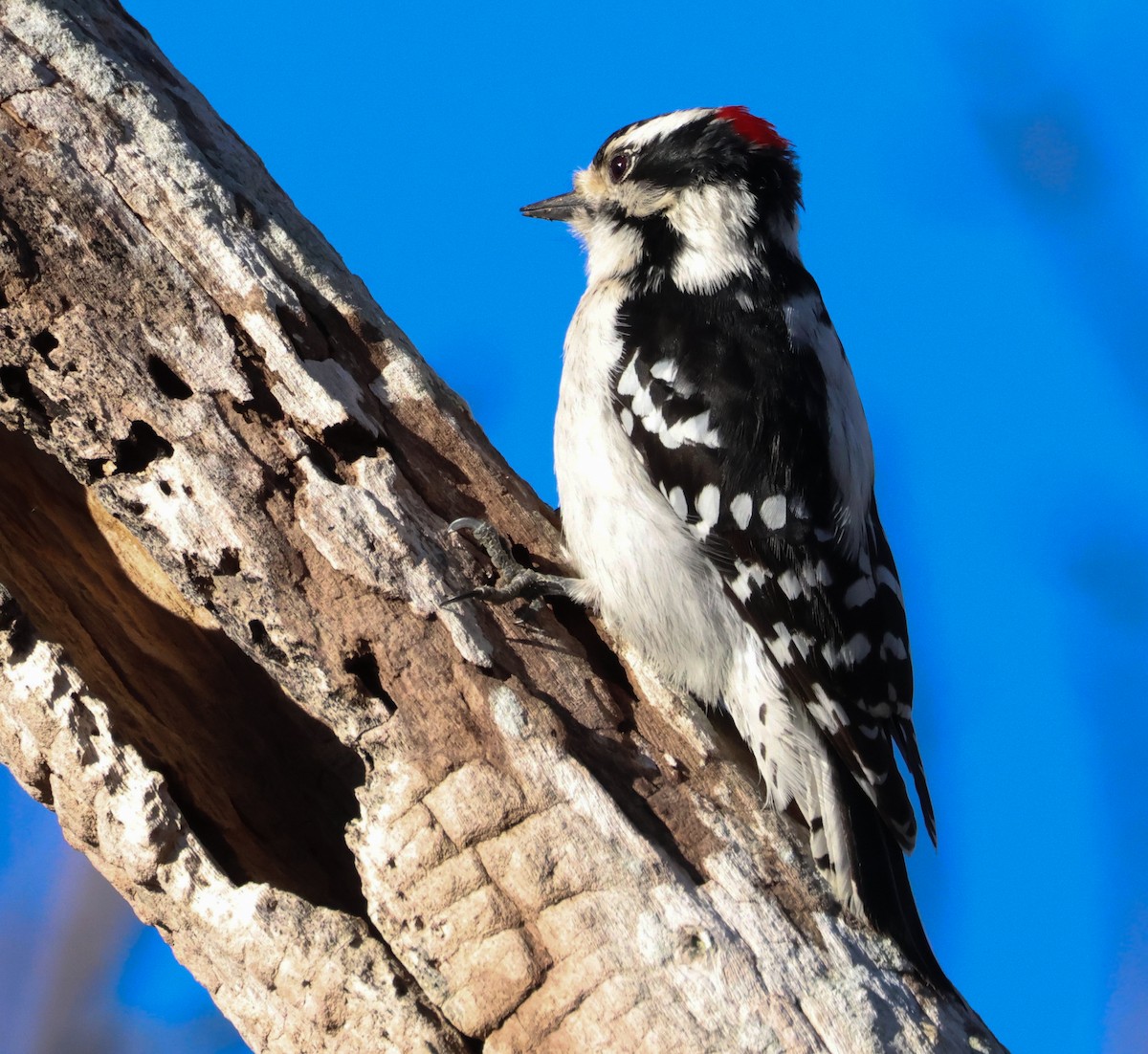 Downy Woodpecker - Lee Anne Beausang