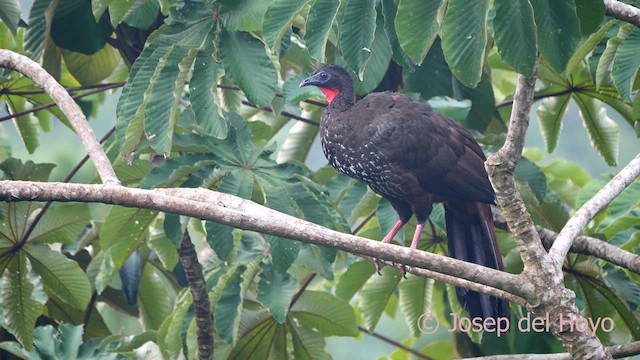 Crested Guan - ML616287318