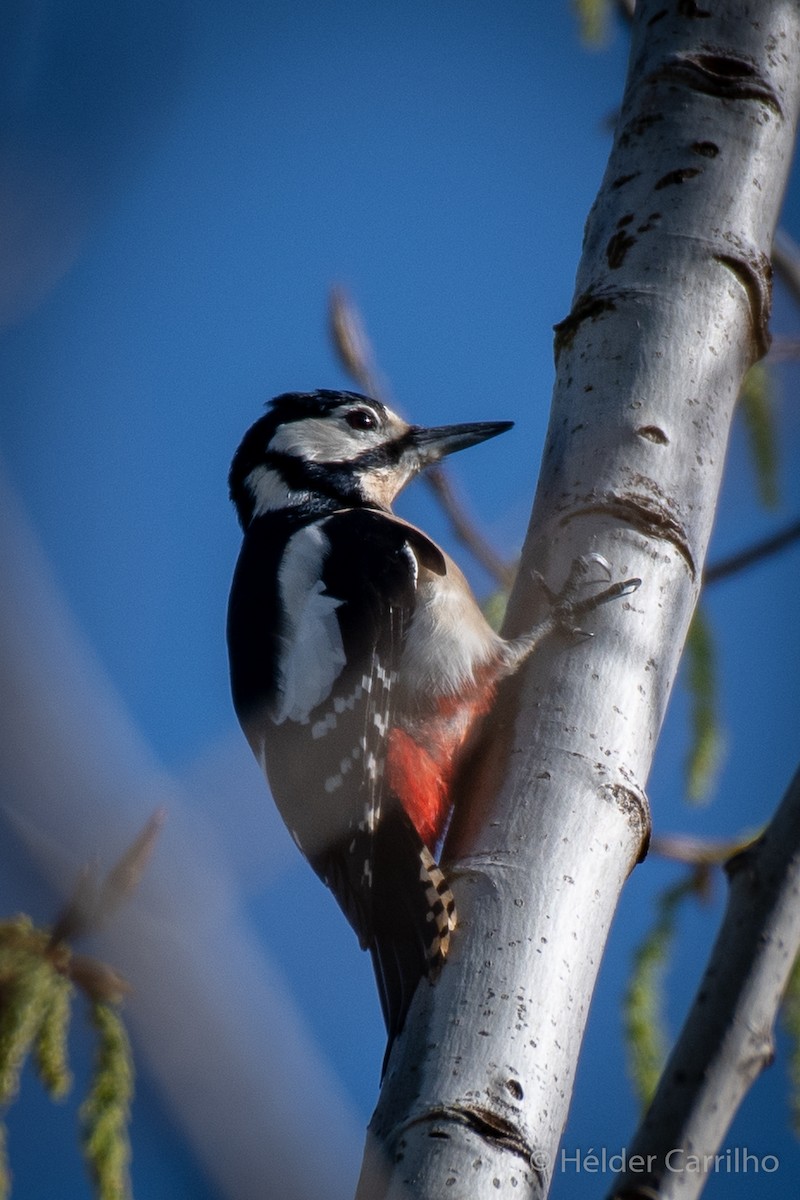 Great Spotted Woodpecker - ML616287459