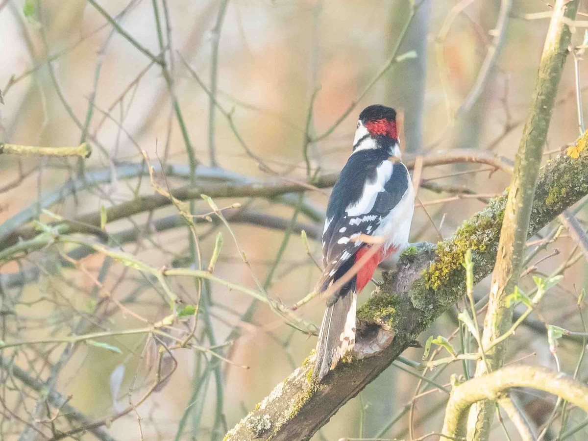 Great Spotted Woodpecker - Jean-Louis  Carlo