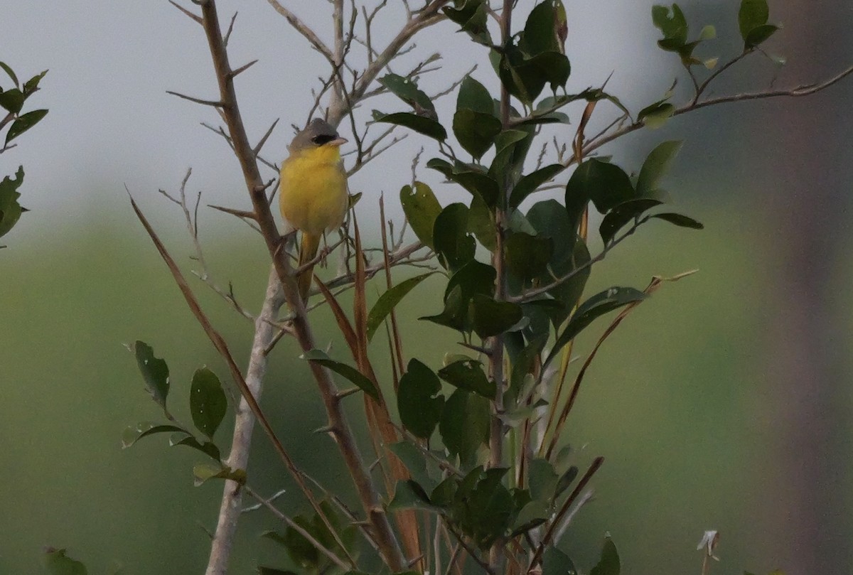 Gray-crowned Yellowthroat - ML616287771
