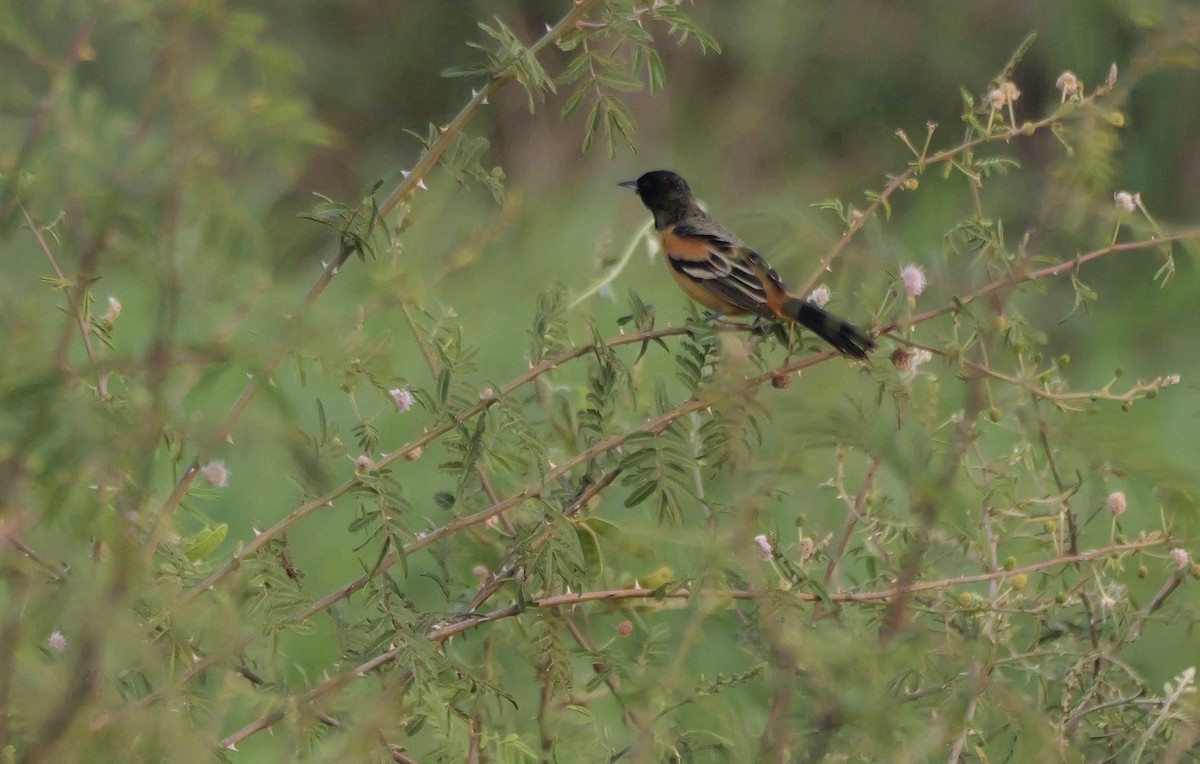 Orchard Oriole (Fuertes's) - ML616287794