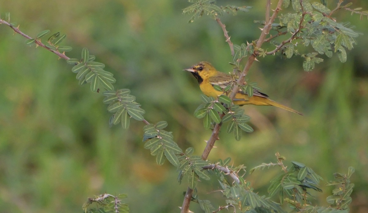 Orchard Oriole (Fuertes's) - ML616287808