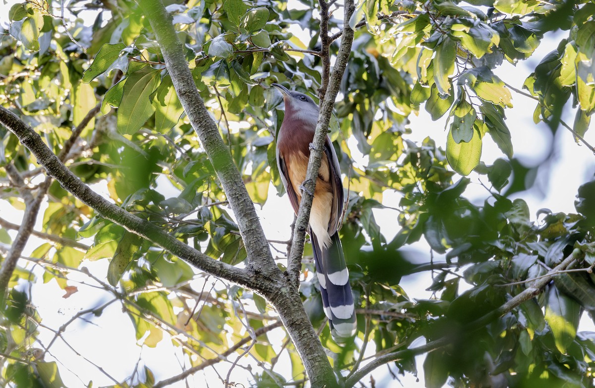 Bay-breasted Cuckoo - ML616287866