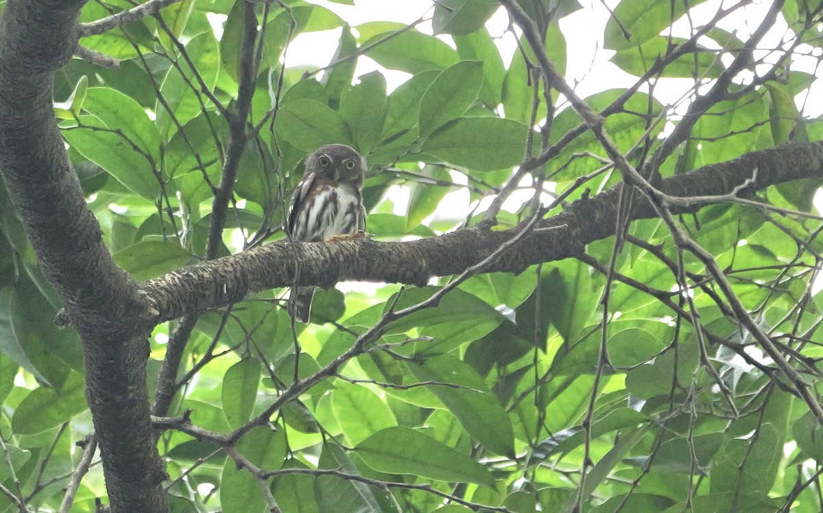 Central American Pygmy-Owl - Micah Riegner