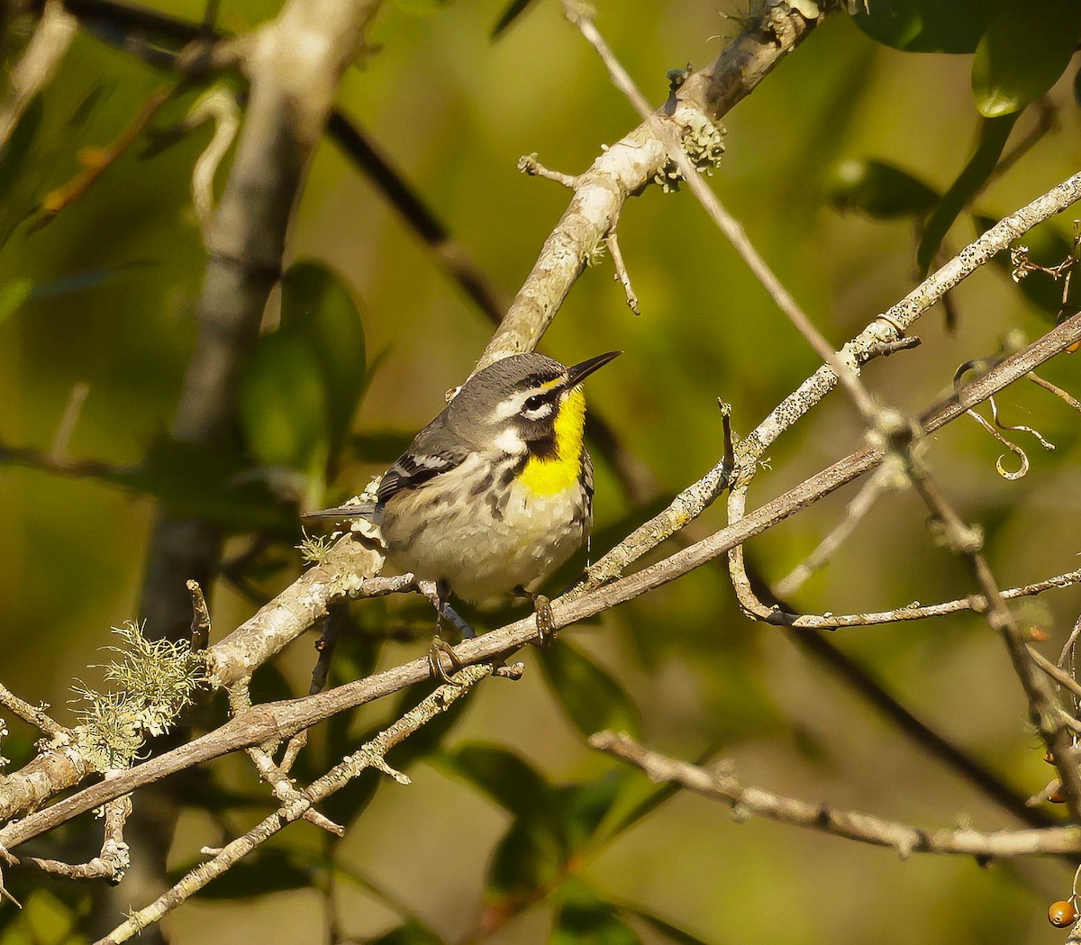 Yellow-throated Warbler - ML616287932