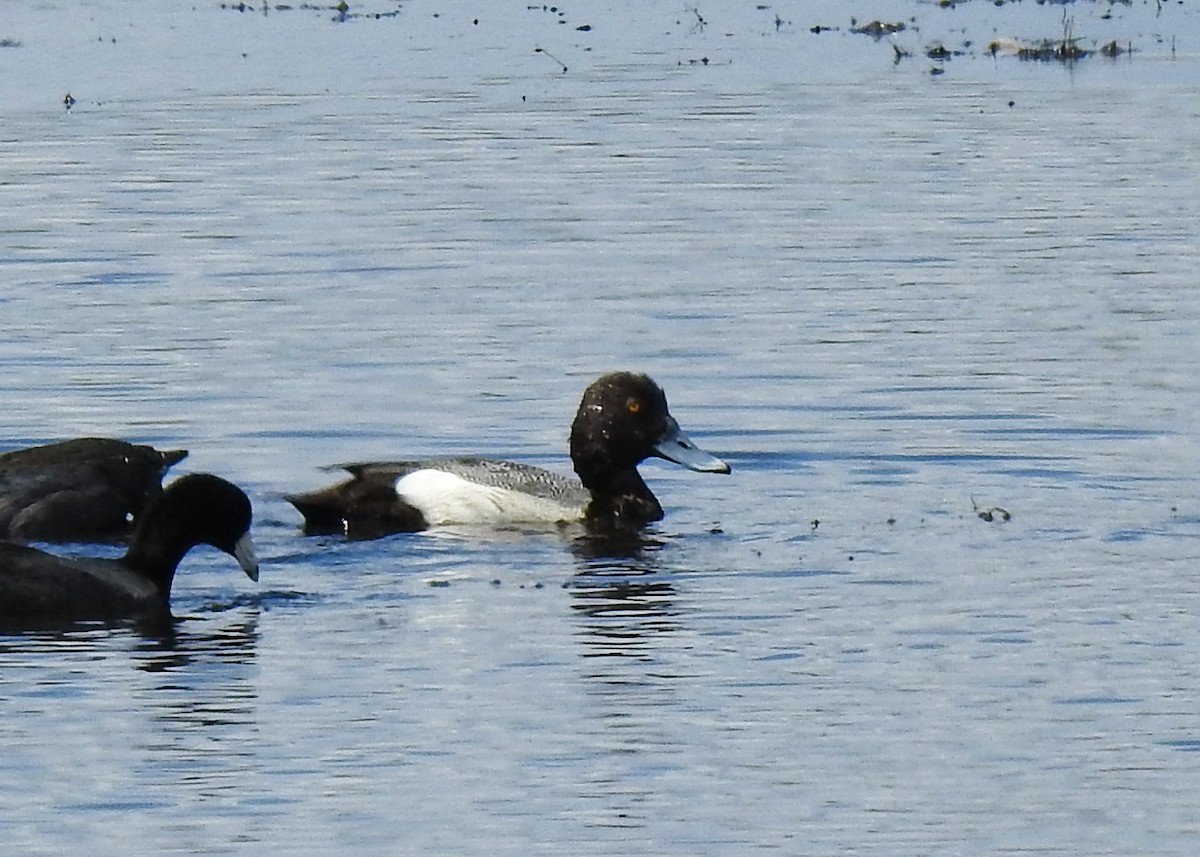 Lesser Scaup - Betsy McCully