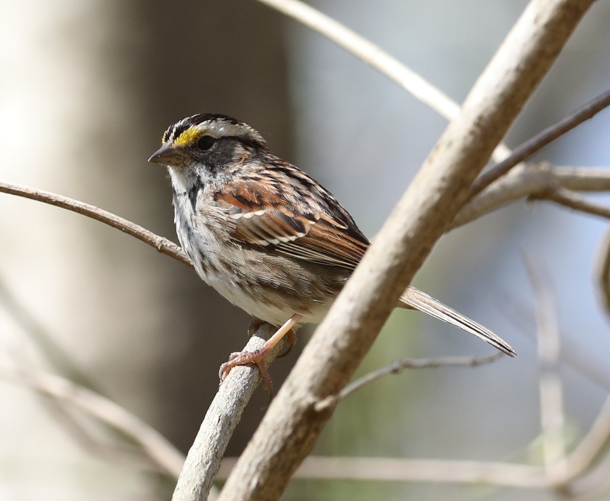 White-throated Sparrow - Rob Van Epps