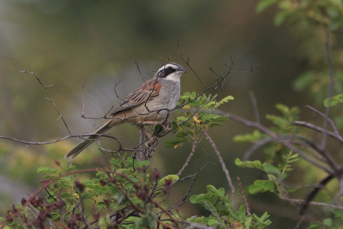 Stripe-headed Sparrow - ML616288224