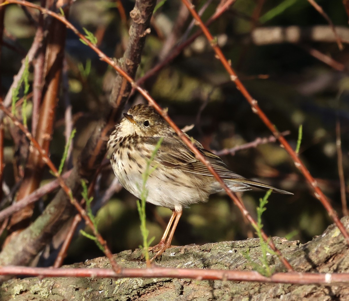 Meadow Pipit - ML616288263