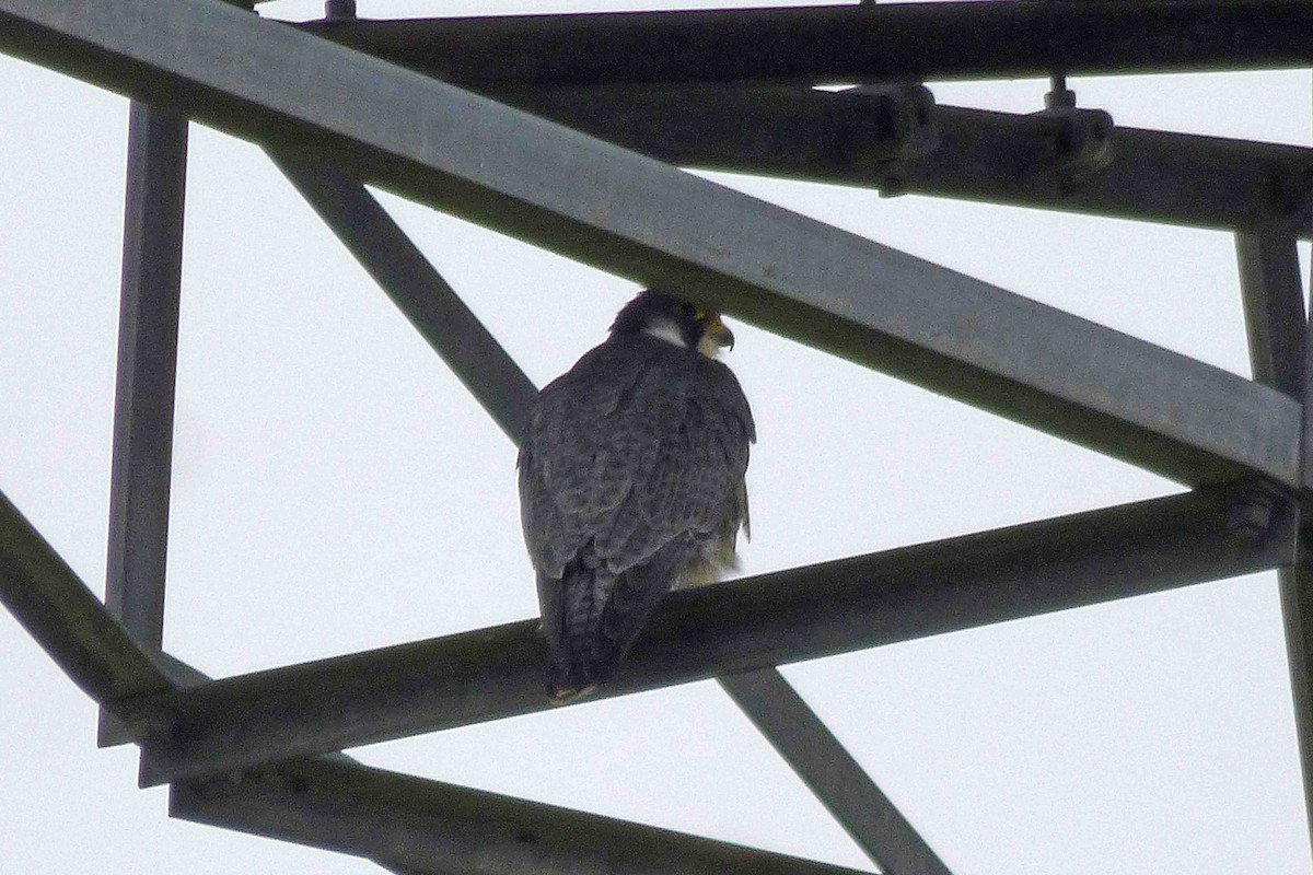 Peregrine Falcon (Eurasian) - ML616288479