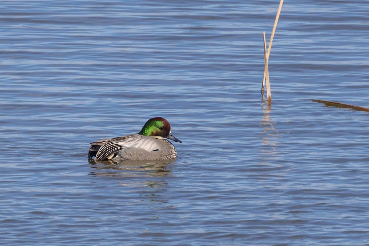 Falcated Duck - Louis Bevier