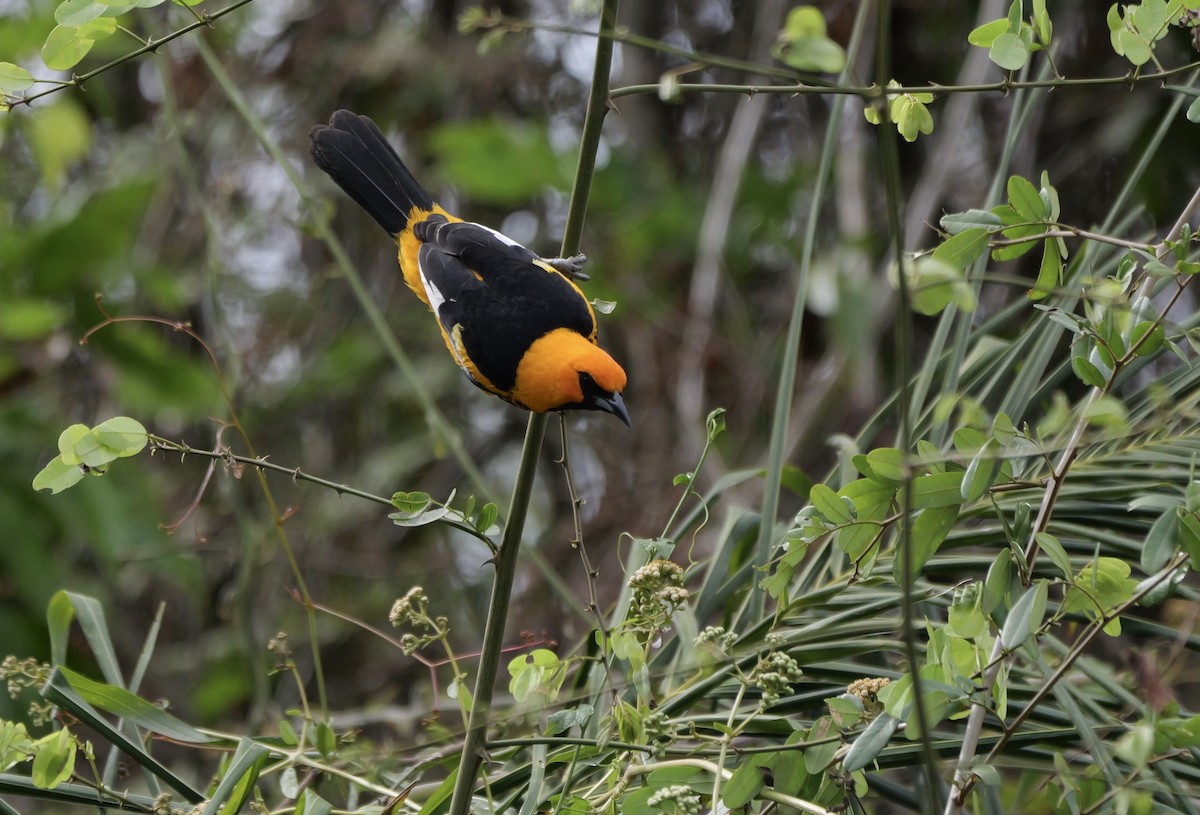 Spot-breasted Oriole - ML616288593