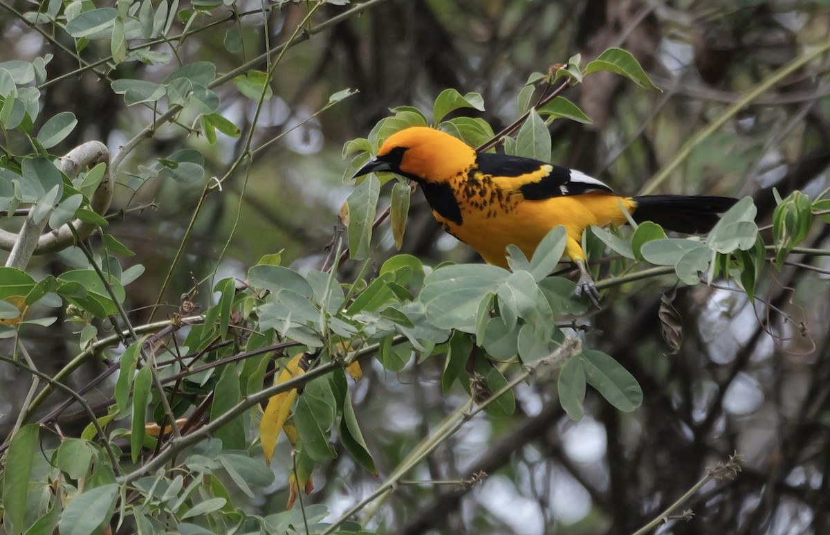 Spot-breasted Oriole - Micah Riegner