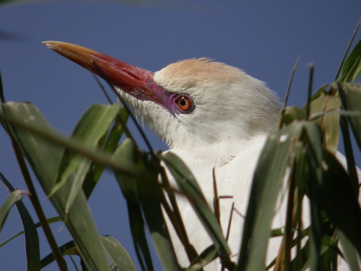 Чапля єгипетська (підвид ibis) - ML616288677