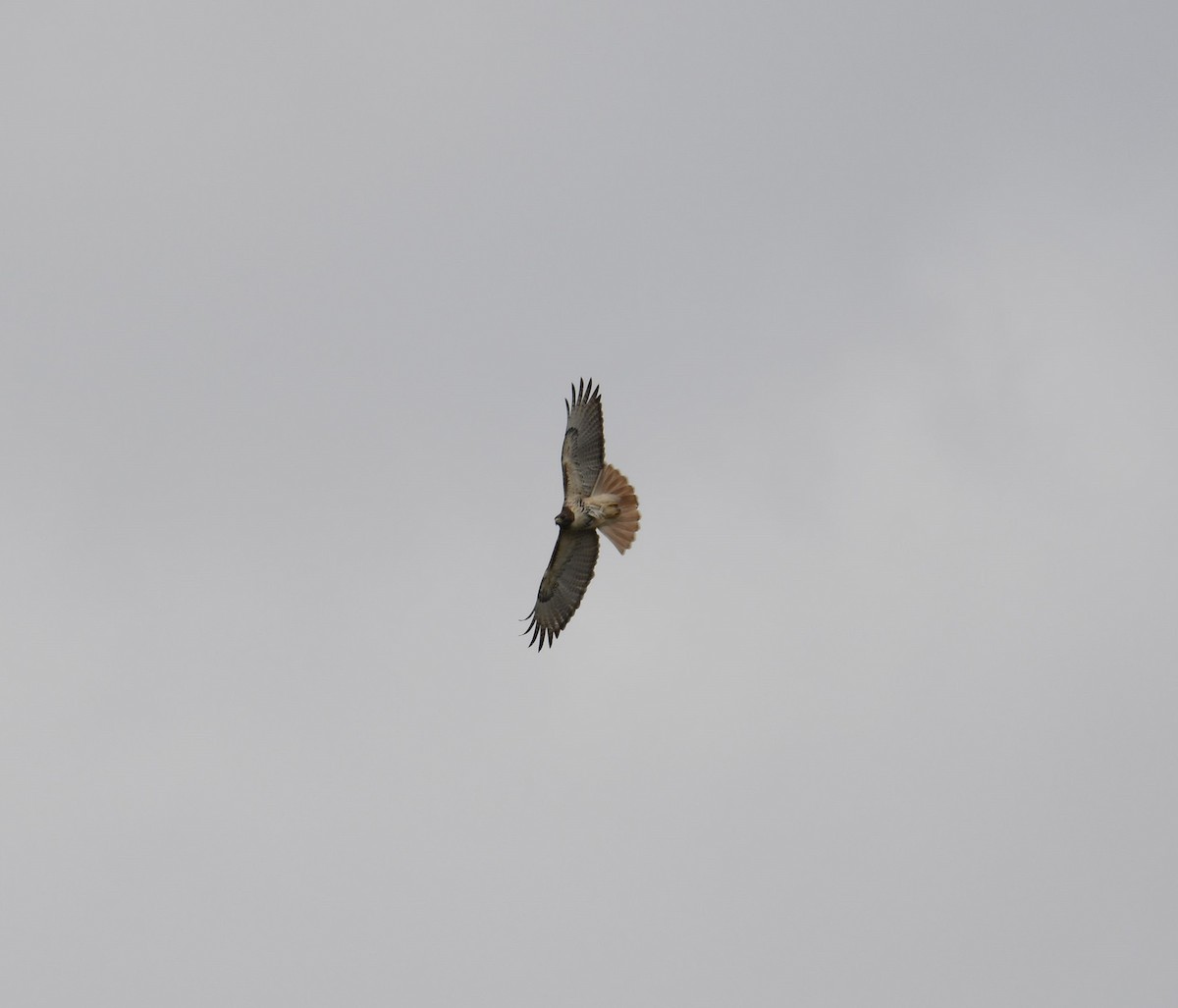 Red-tailed Hawk - ML616288864