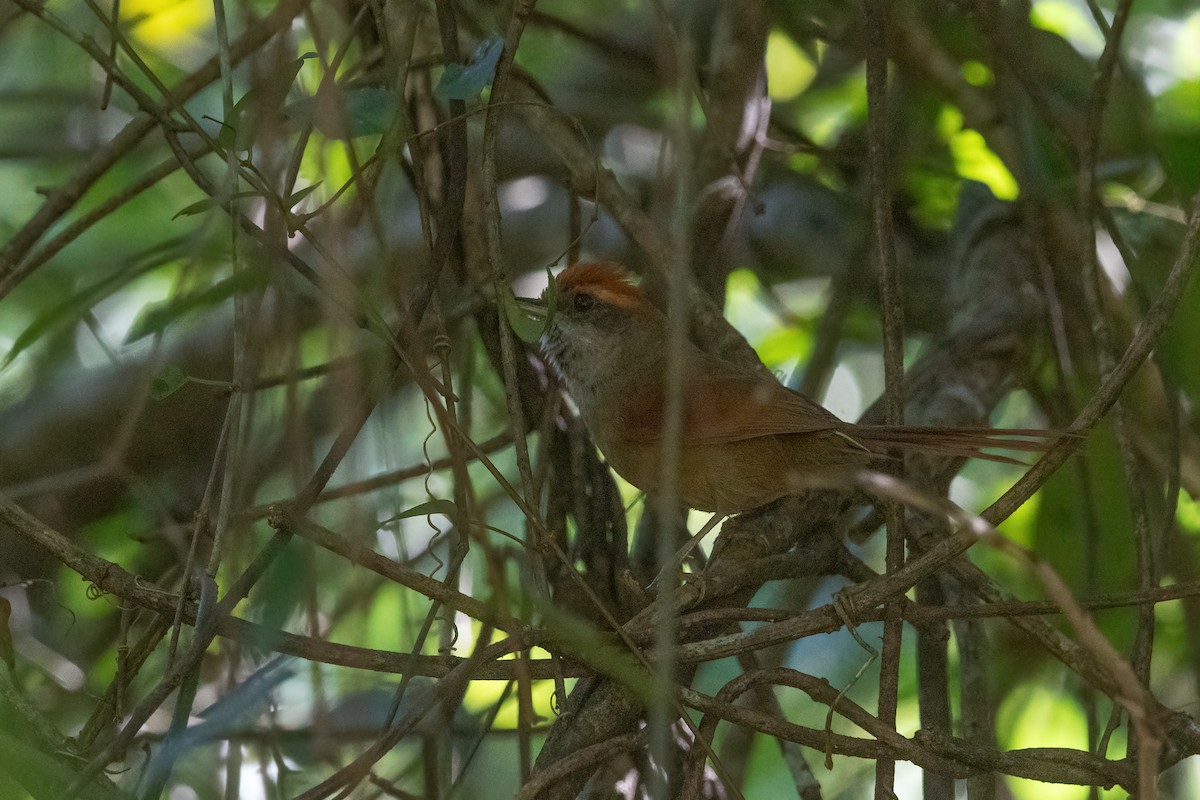Rufous-capped Spinetail - ML616288907