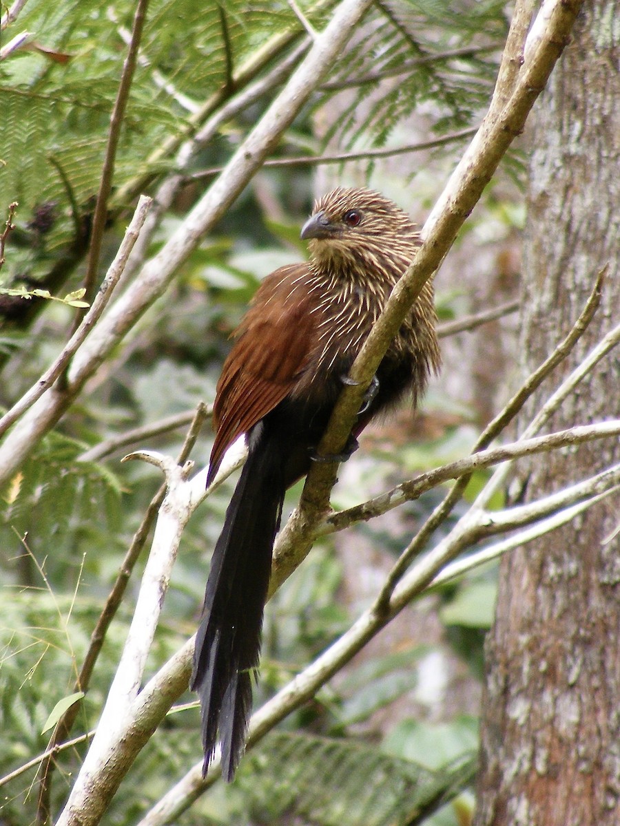 Malagasy Coucal - ML616288936