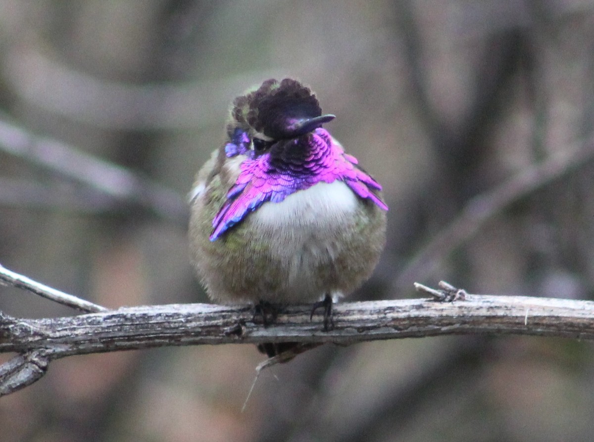Costa's Hummingbird - ML616288967