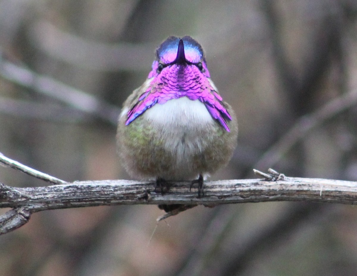 Costa's Hummingbird - ML616288973